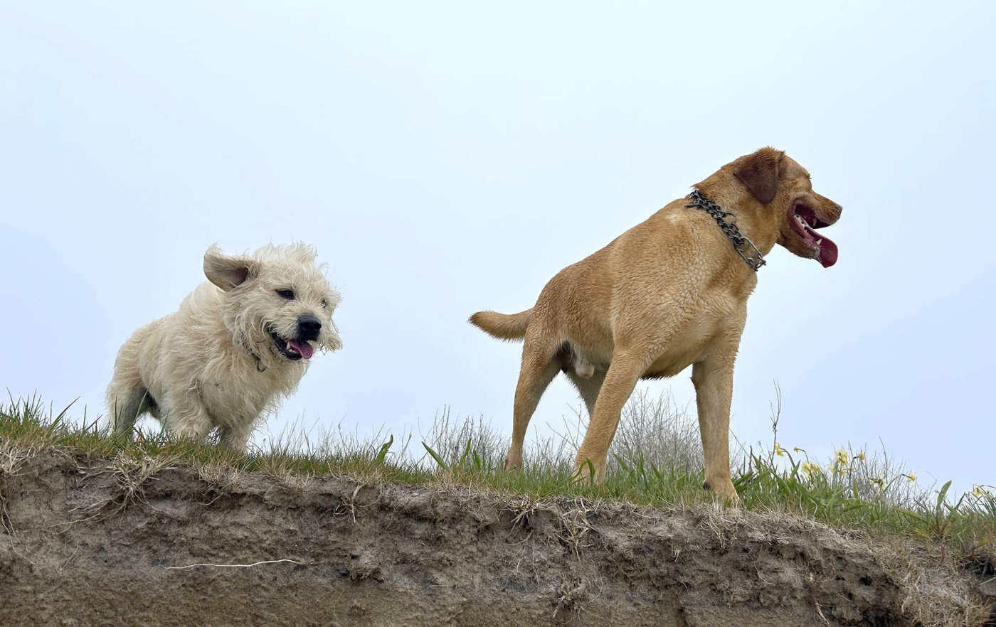 Image of two dogs on a cliff.