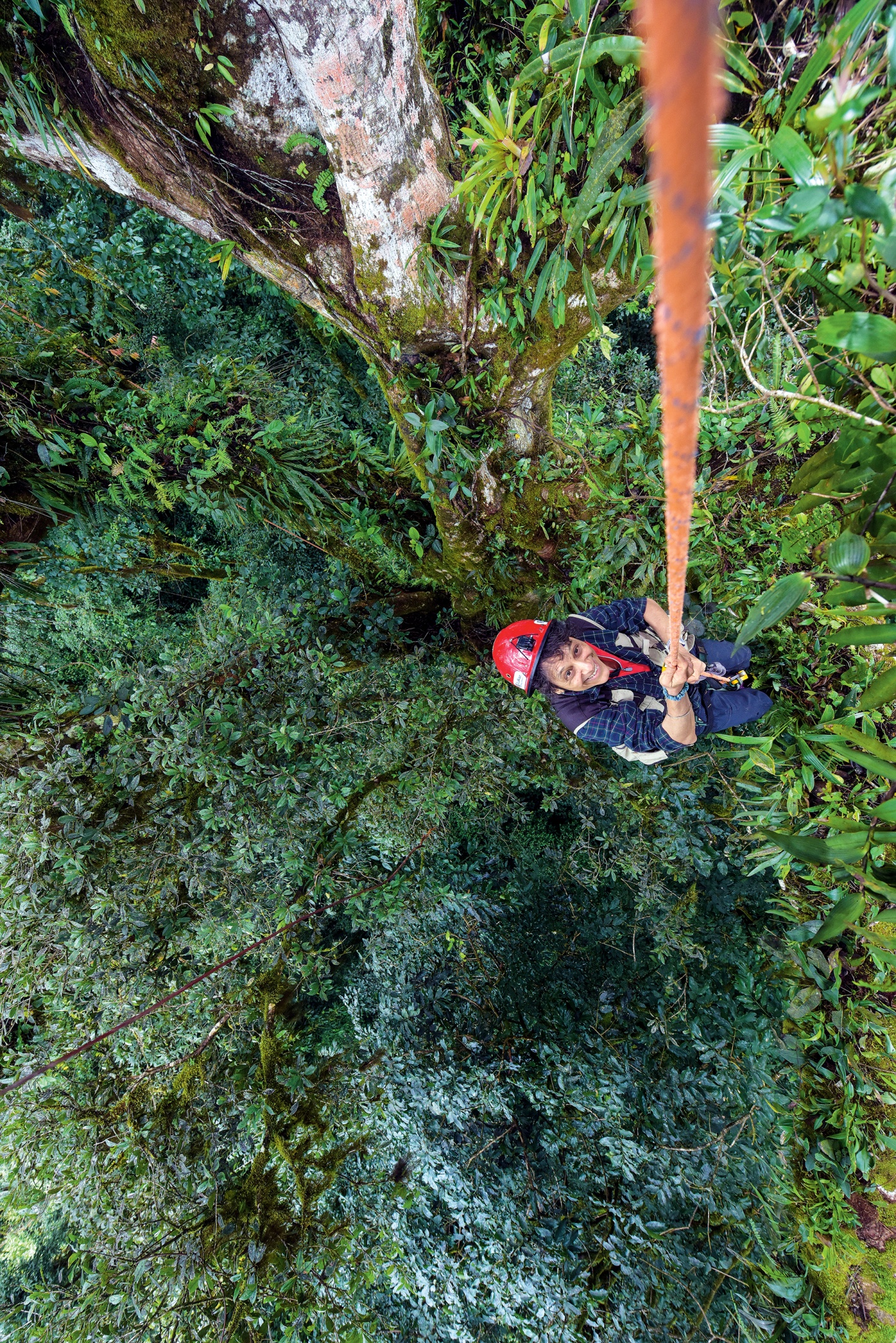 photo of Nalini scaling a rope to the tree canopy