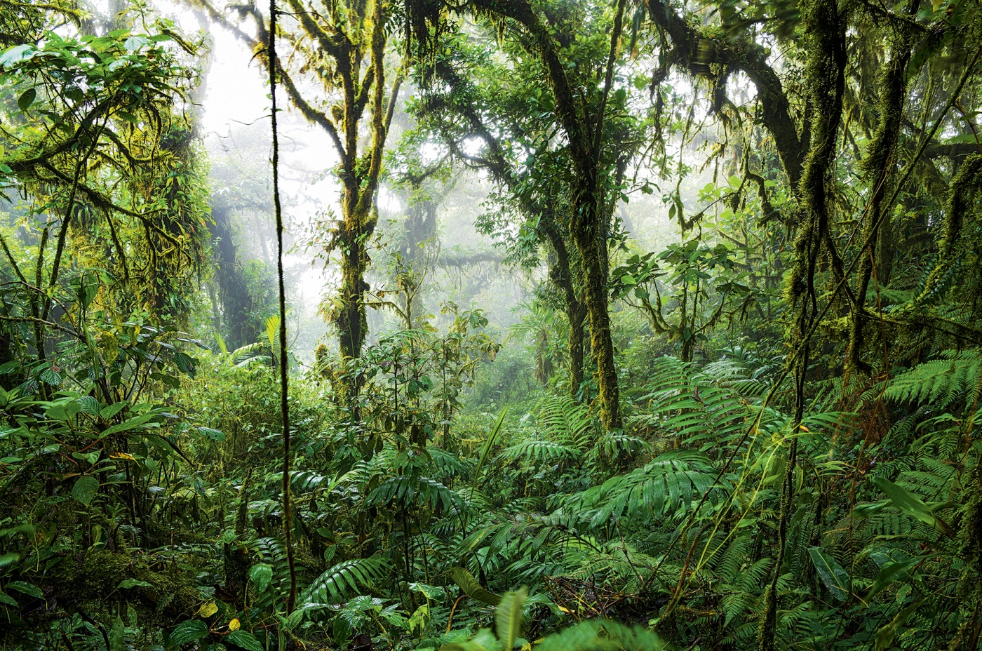 photo of the rainforest landscape