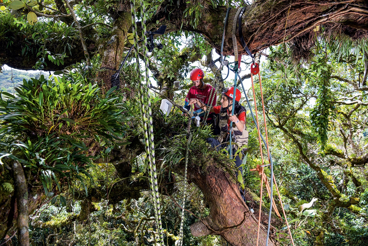 photo of Nalini and colleague collecting treetop data