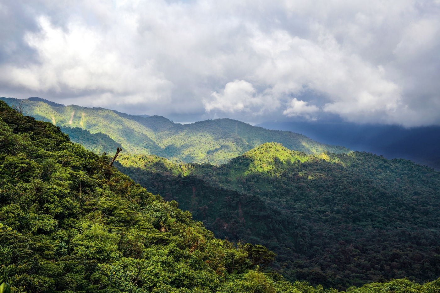 photo of the rainforest panorama