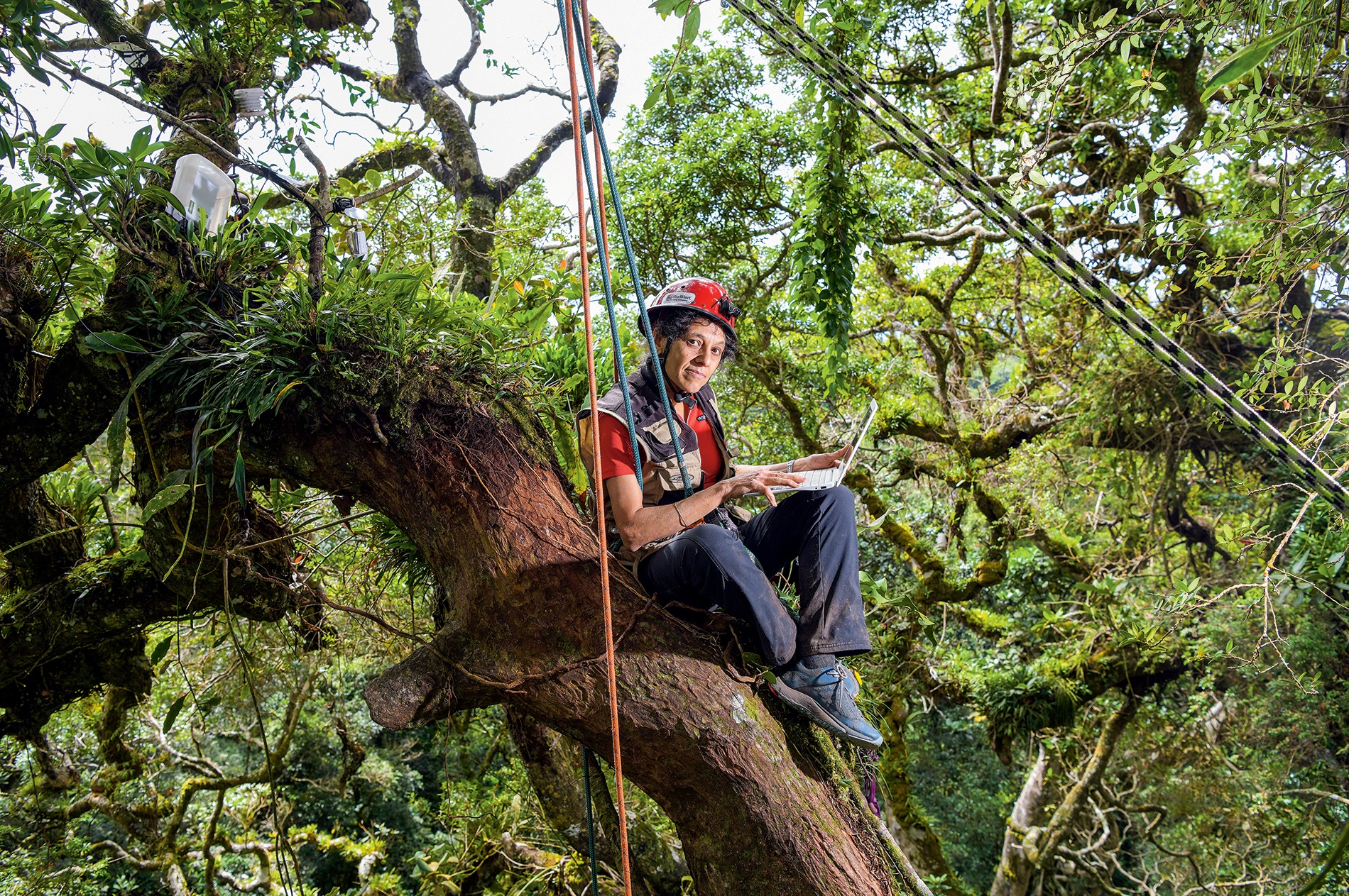 photo of Nalini tabulating data in the treetop canapy