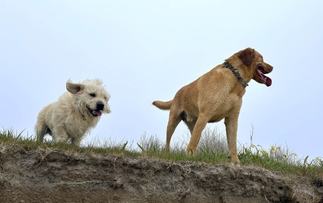 Image of two dogs standing on a cliff. 